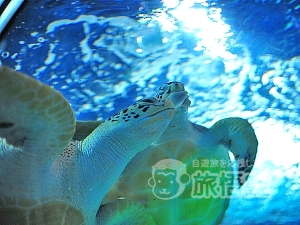 海洋水族館 上海